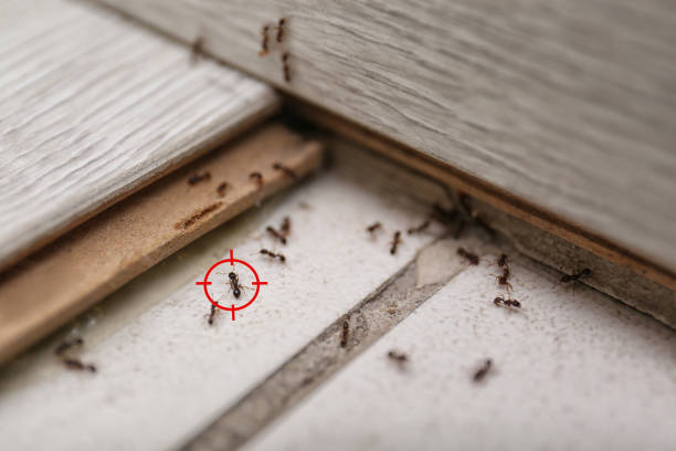 Best Best Pest Control Companies  in Clarksville, TN