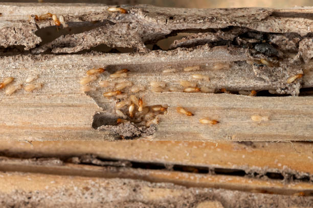 Best Flea Control Services  in Clarksville, TN